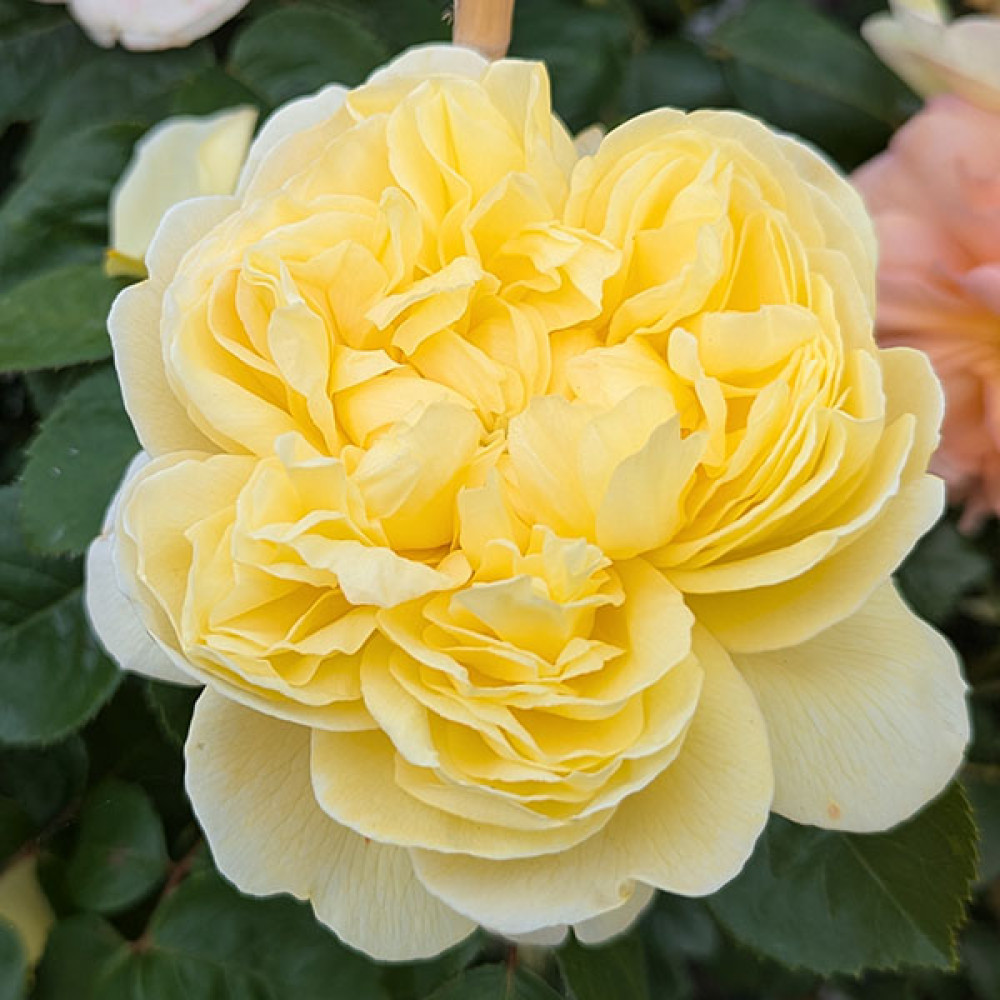 Rosa Charles Darwin (6lt)