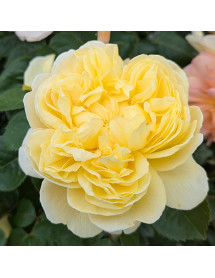Rosa Charles Darwin (6lt)
