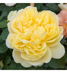 Rosa Charles Darwin (6lt)