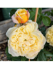 Rosa Charles Darwin (6lt)
