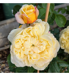 Rosa Charles Darwin (6lt)