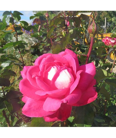 Rosa Charlie's Rose (6lt)