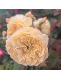 Rosa Citroncello (6lt)