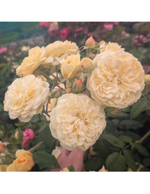 Rosa Citroncello (6lt)