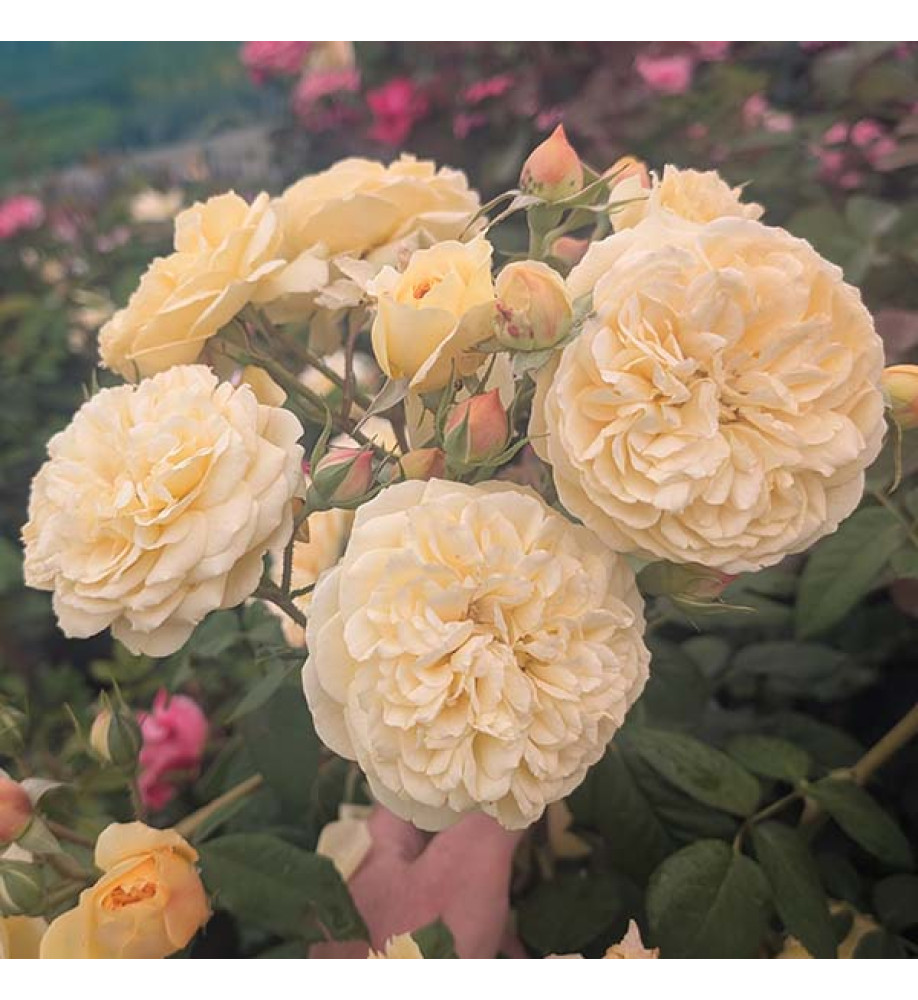 Rosa Citroncello (6lt)