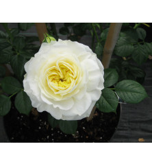 Rosa Clarence House (6lt)