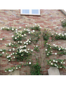 Rosa Clarence House (6lt) Rosa Clarence House (6lt)