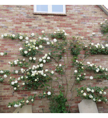 Rosa Clarence House (6lt)