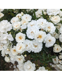 Rosa Yorkshire (6lt) Rosa Yorkshire (6lt)