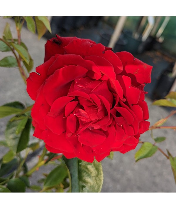 Rosa Crimson Cascade (6lt)