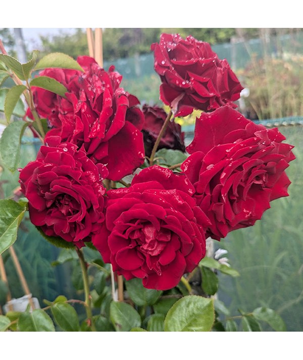 Rosa Crimson Cascade (6lt)