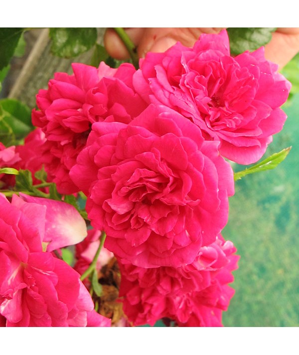 Rosa Crimson Showers (6lt) Rosa Crimson Showers (6lt)