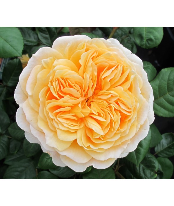 Rosa Crown Princess Margareta (6lt) Rosa Crown Princess Margareta (6lt)