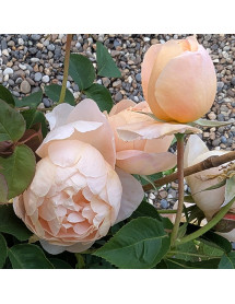 Rosa Dannahue (Ausa6b15)(6lt)