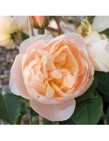 Rosa Dannahue (Ausa6b15)(6lt)
