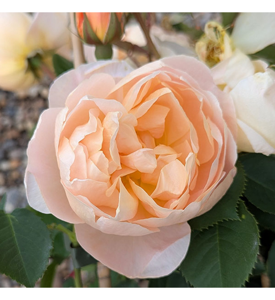 Rosa Dannahue (Ausa6b15)(6lt)