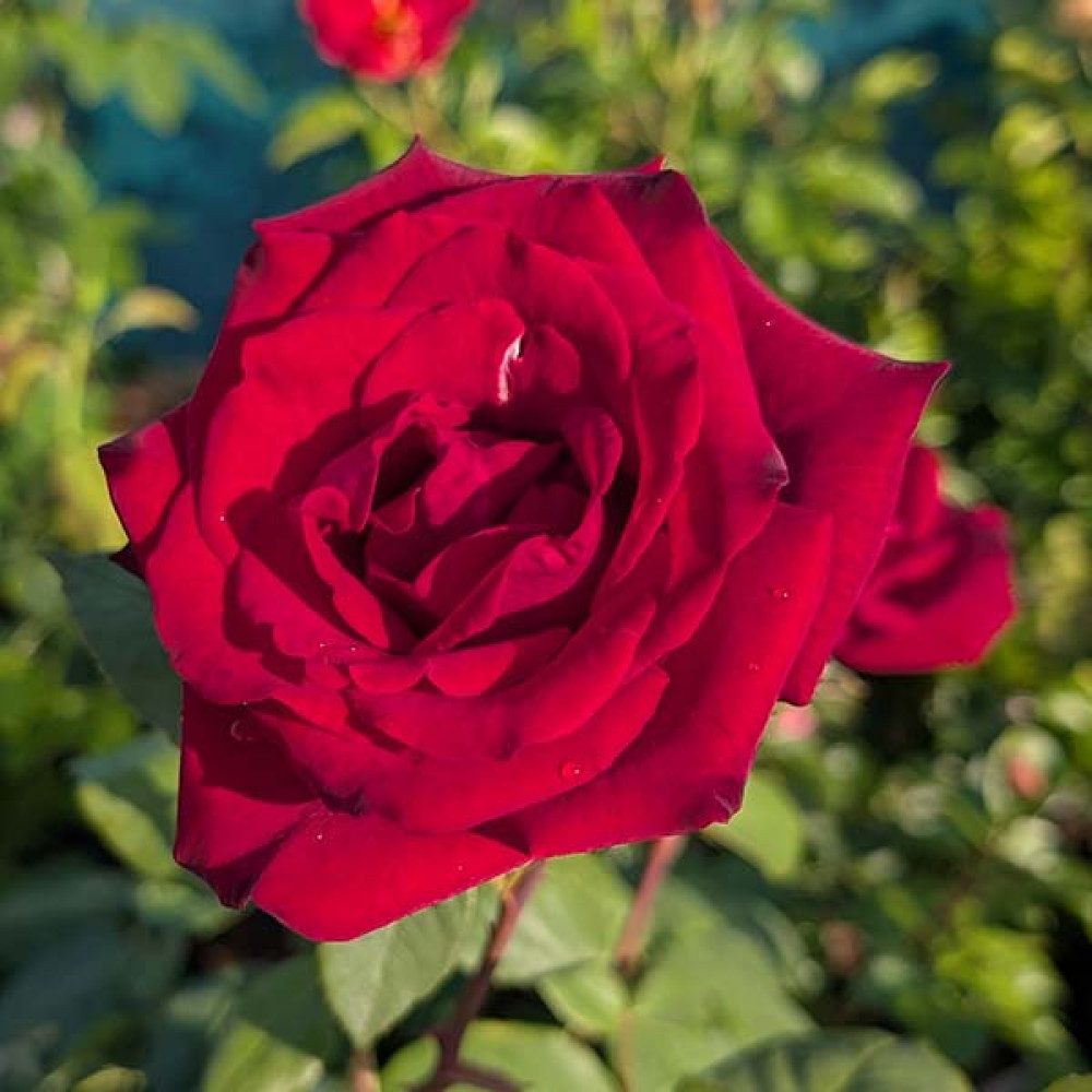 Rosa Deep Secret (6lt)