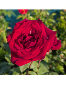 Rosa Deep Secret (6lt)