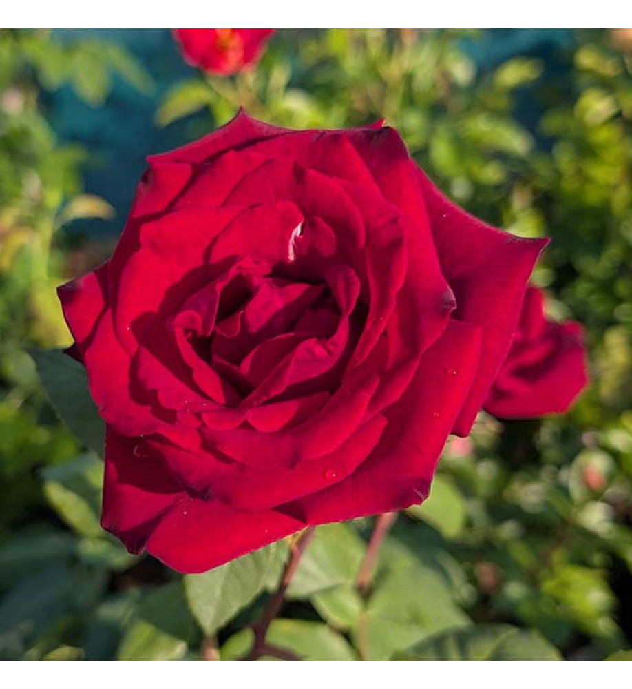 Rosa Deep Secret (6lt)