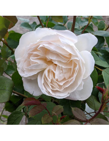 Rosa Desdemona (Auskindling) (6lt) Rosa Desdemona (Auskindling) (6lt)