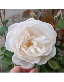 Rosa Desdemona (Auskindling) (6lt)