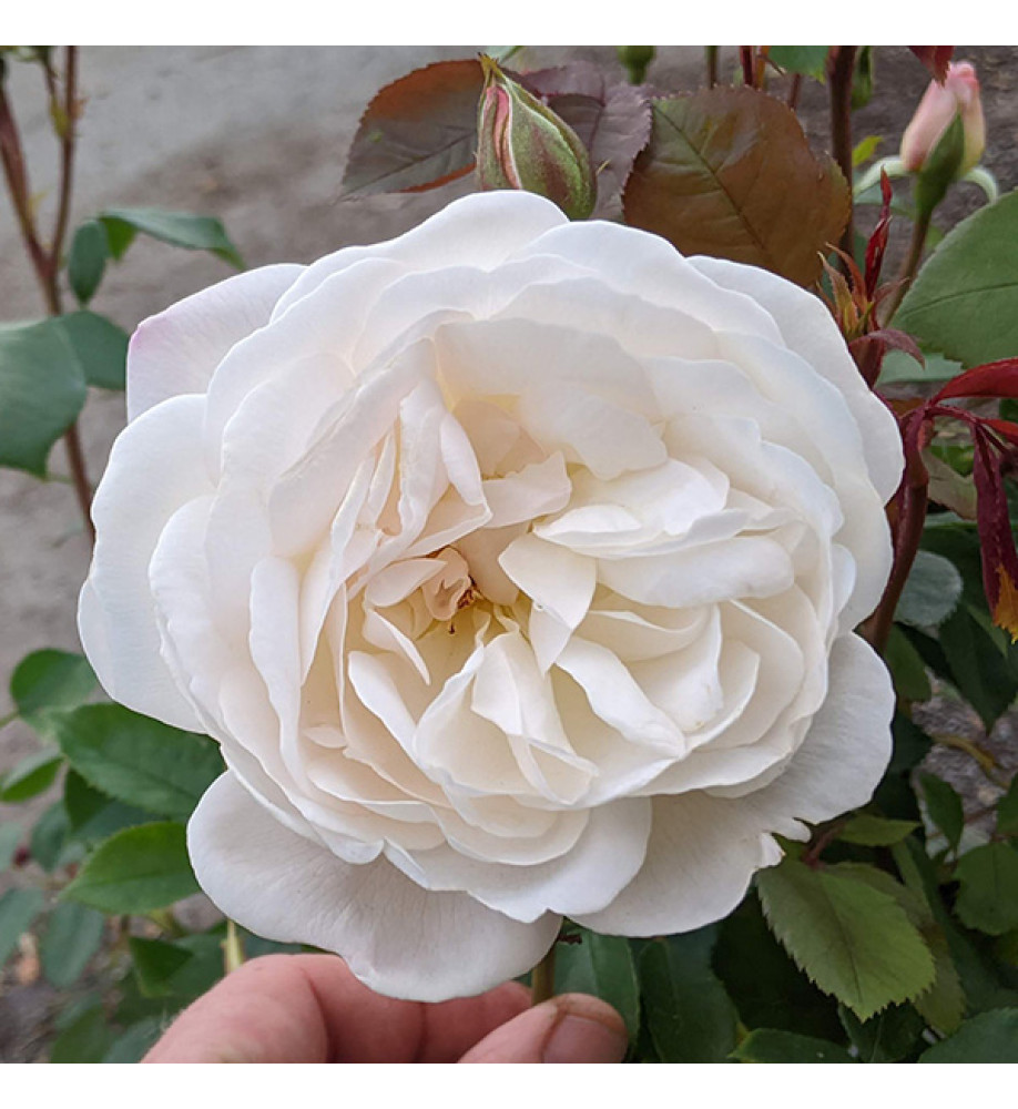 Rosa Desdemona (Auskindling) (6lt)