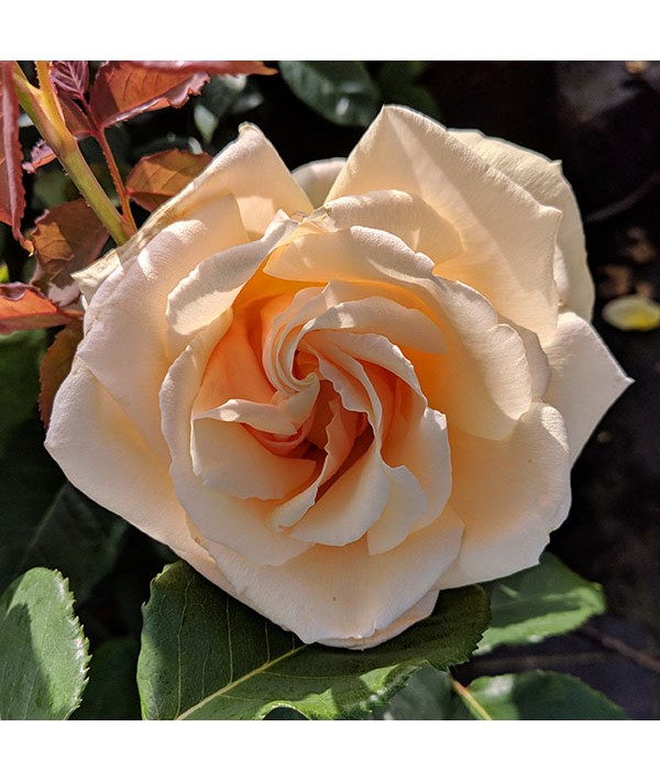 Rosa Diamond Jubilee (6lt) Rosa Diamond Jubilee (6lt)