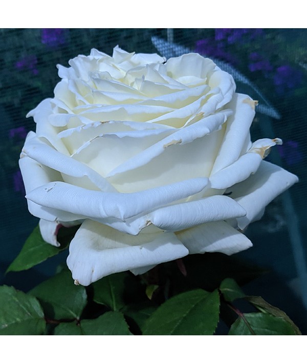 Rosa The Diamond Wedding Rose (6lt)