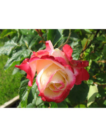 Rosa Double Delight (6lt) Rosa Double Delight (6lt)