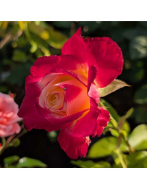 Rosa Double Delight (6lt)