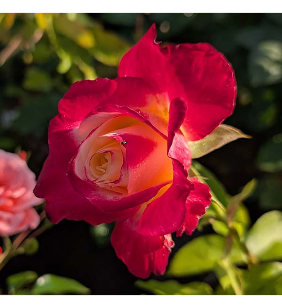 Rosa Double Delight (6lt)
