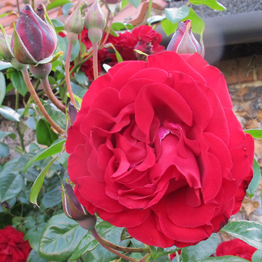 Rosa Dublin Bay (6lt)