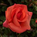 Rosa Edward's Rose (6lt)