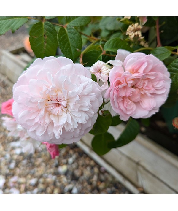 Rosa Elizabeth (Ausmajesty) (6lt)