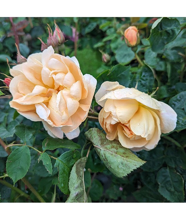 Rosa Dannahue (Ausa6b15)(6lt)