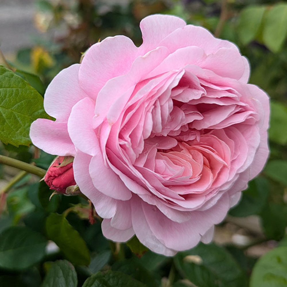 Rosa Eustacia Vye (Ausegdon) (6lt)