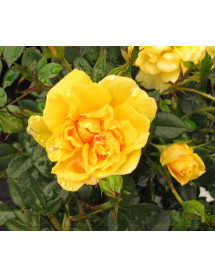 Rosa Excellent Cover (6lt)