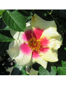 Rosa Eye of the Tiger (6lt)