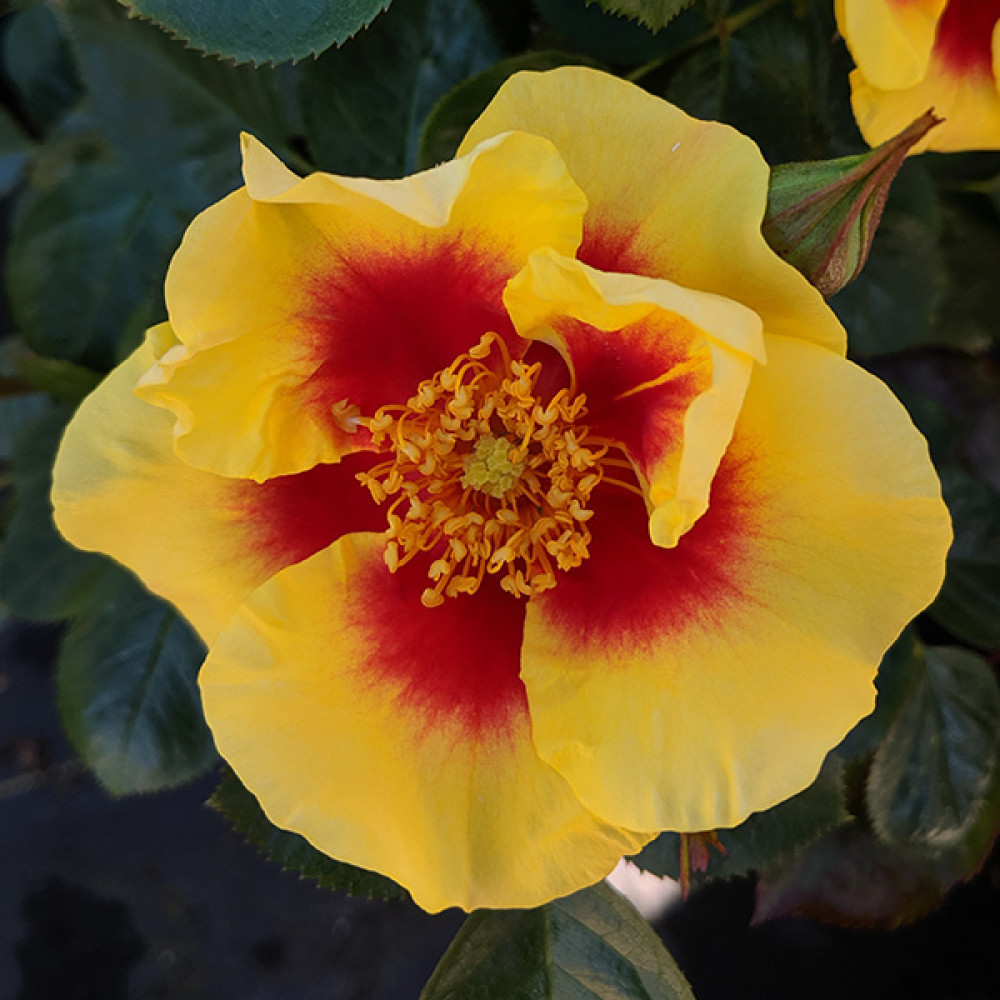 Rosa Eye of the Tiger (6lt)