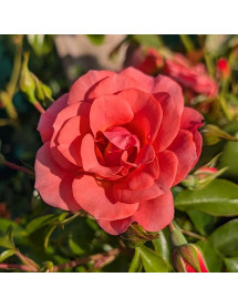 Rosa Fascination (6lt) Rosa Fascination (6lt)