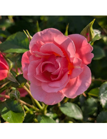 Rosa Fascination (6lt)