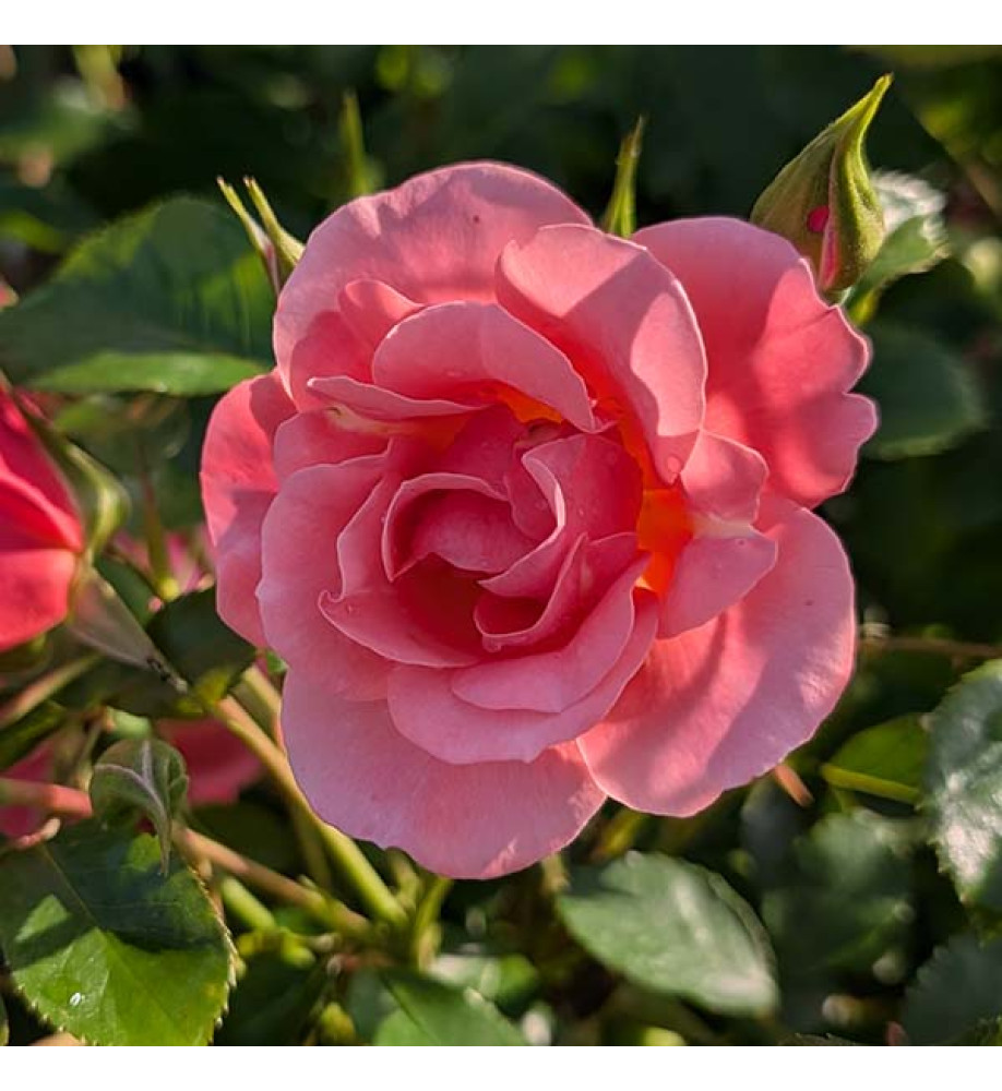 Rosa Fascination (6lt)