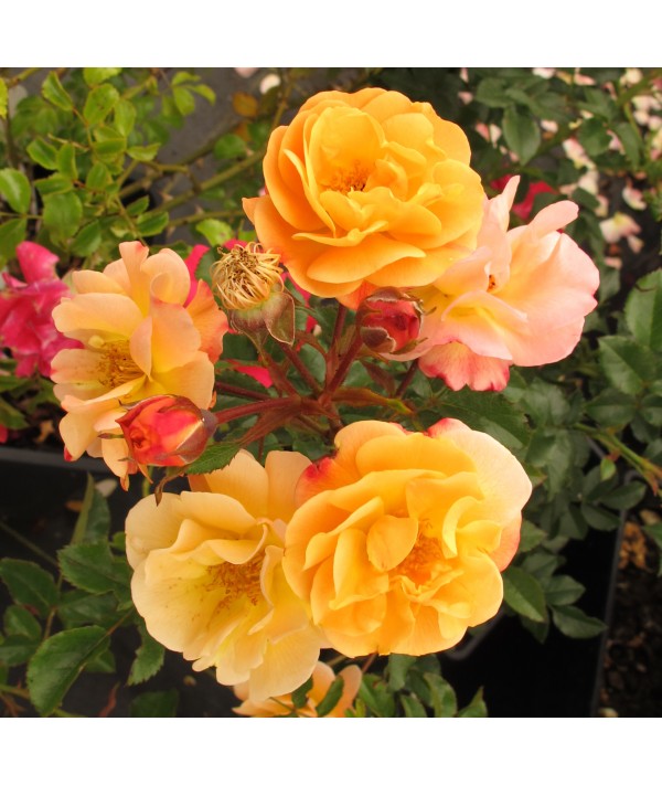 Rosa Flower Carpet Sunshine (6lt) Rosa Flower Carpet Sunshine (6lt)