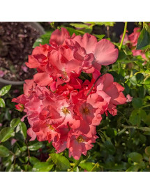 Rosa Flower Carpet Coral (6lt)