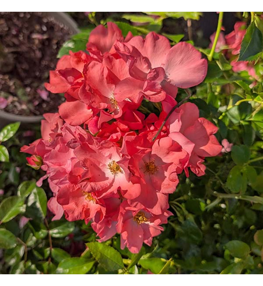 Rosa Flower Carpet Coral (6lt)