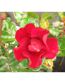 Rosa Flower Carpet Red Velvet (6lt) Rosa Flower Carpet Red Velvet (6lt)