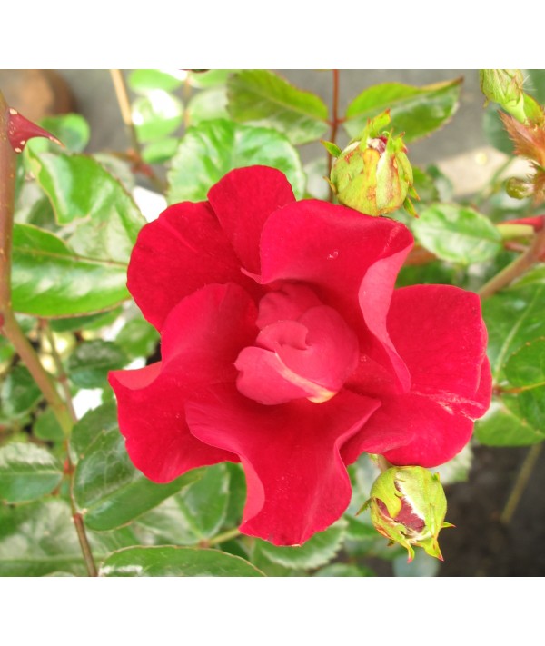 Rosa Flower Carpet Red Velvet (6lt)