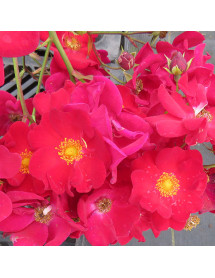 Rosa Flower Carpet Red Velvet (6lt)