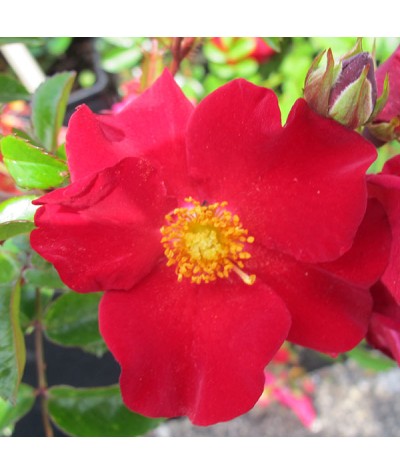 Rosa Flower Carpet Red Velvet (6lt)
