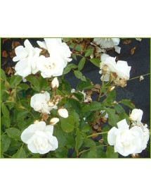 Rosa Flower Carpet White